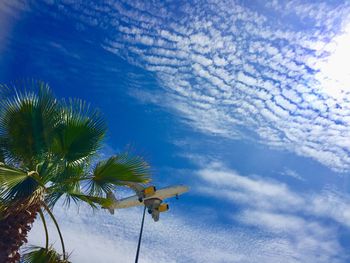 Low angle view of coconut palm tree against blue sky