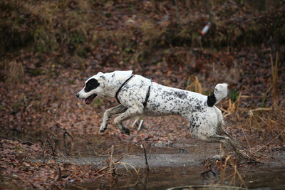 Side view of an animal on land