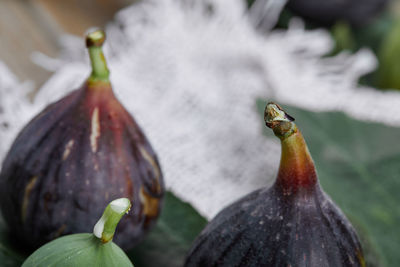 Close-up of bananas on plant