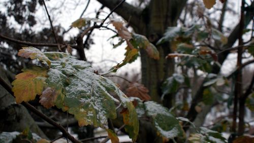 Close-up of tree branch