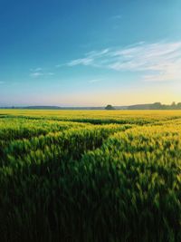 Idyllic green field