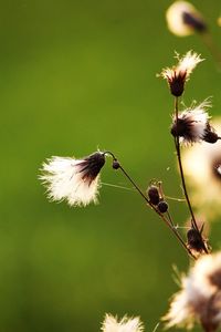 Close-up of wilted plant