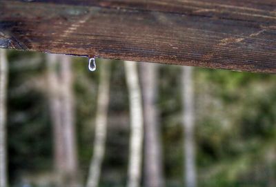 Close-up of water drops on wood