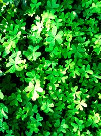 Full frame shot of plants