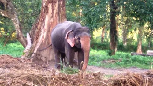 Elephant in forest