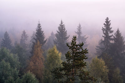 Trees in forest against sky