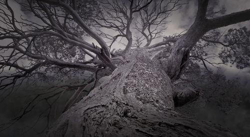 Low angle view of bare tree against sky