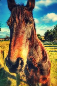 Close-up of horse against sky