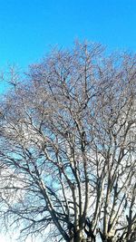 Low angle view of bare tree against clear blue sky