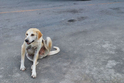 High angle view of dog sitting on road