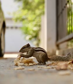 Side view of chipmunk eating leaf on footpath