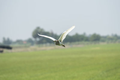 Seagull flying over a field
