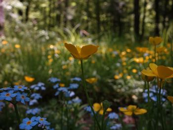 Close-up of yellow flowering plant on field