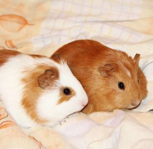 Close-up of guinea pigs on bed