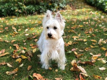 Portrait of a west highland terrier dog in field