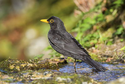 Eurasian or common blackbird, turdus merula in little water