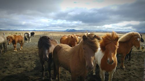 Horses standing in a field