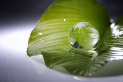 Close-up of crystal ball on banana leaf