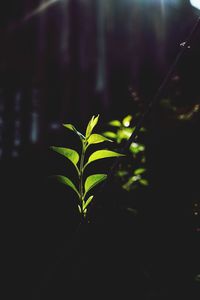 Close-up of plant leaves
