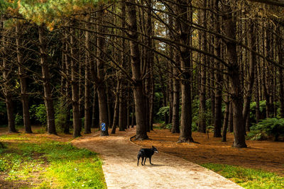 View of a dog in the forest