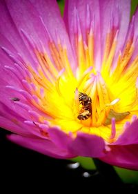 Close-up of bee pollinating on pink flower