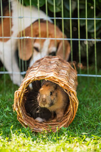 animal themes