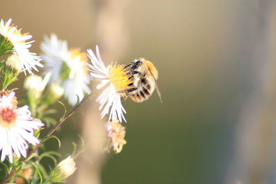 Close-up of butterfly pollinating on flower