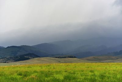 Scenic view of field against sky