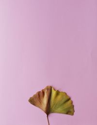 Close-up of pink flower against white background