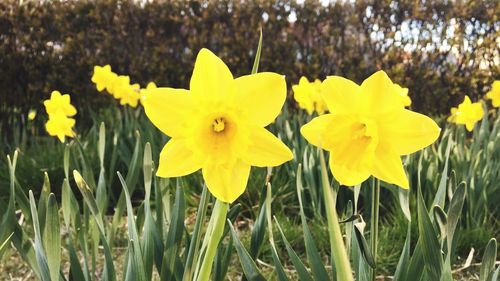 Close-up of yellow daffodil blooming on field