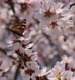 Close-up of butterfly on white flowers