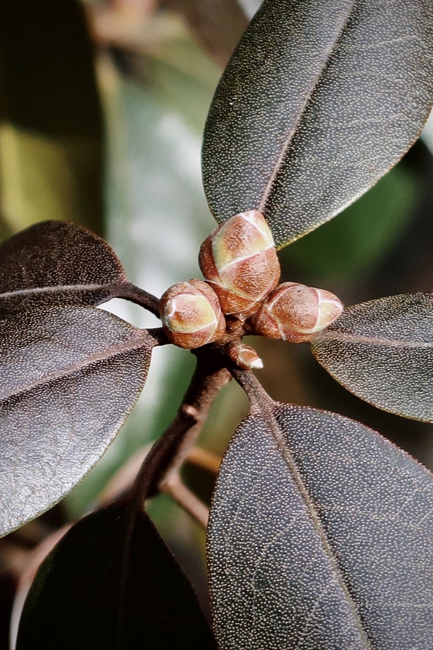 CLOSE-UP OF DRY LEAVES ON METAL