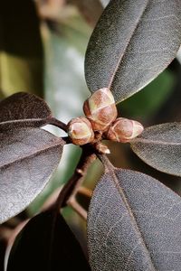 Close-up of dry leaves on tree