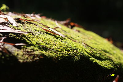 Close-up of green leaves