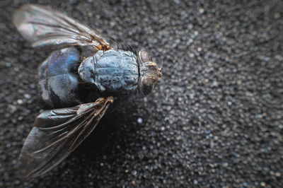 Big fat fly with folded wings,close-up,on a gray background