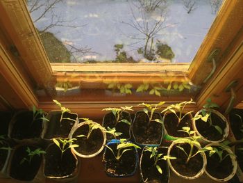 Close-up of potted plants by window