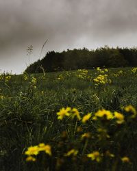 Scenic view of grassy field against sky