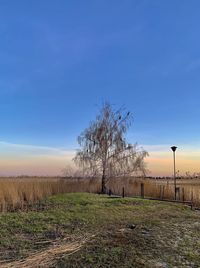 Bare tree on field against clear blue sky