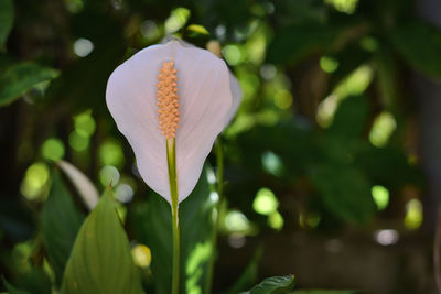 Close-up of white flowering plant