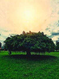 Trees on field against sky during sunset