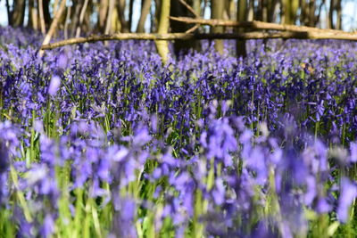 Close-up of purple flowers blooming in field