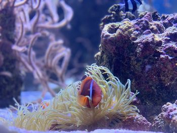 Close-up of fish underwater