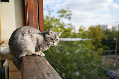 Portrait of a beautiful cat. cute cat portrait. happy pet.