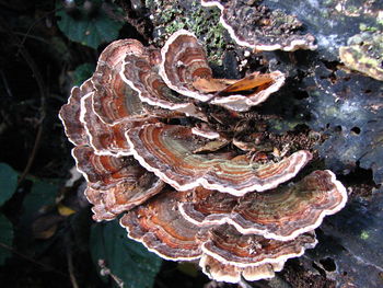 Close-up of mushroom growing on tree trunk