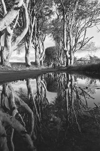 Trees by lake against sky