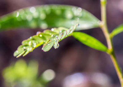 Close-up of wet plant