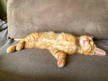 Cat sleeping on sofa