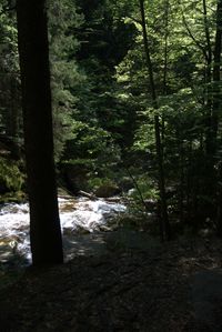 Scenic view of river amidst trees in forest