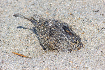 High angle view of dead fish on beach