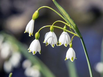 Closeup of pretty delicate white spring snowflake flowers, leucojum vernum, in a garden